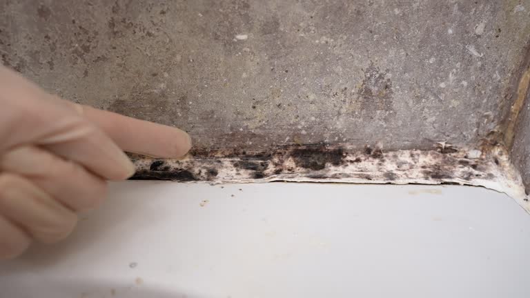 Best Black Mold Removal  in Big Lake, TX